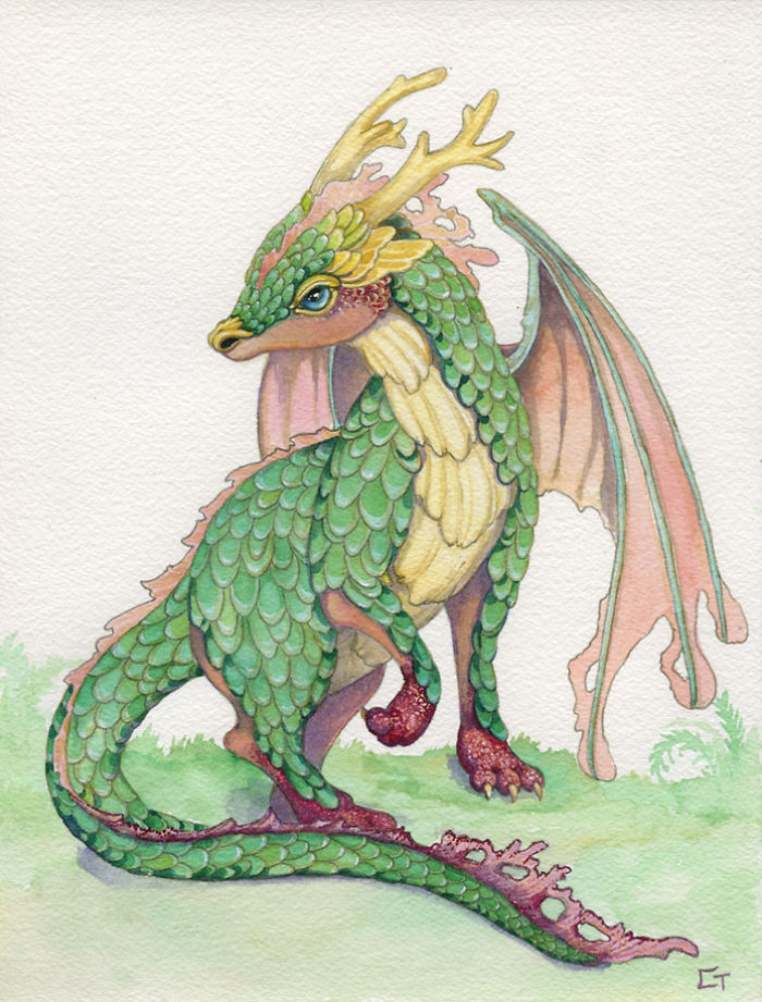 Ruby Footed Dragon