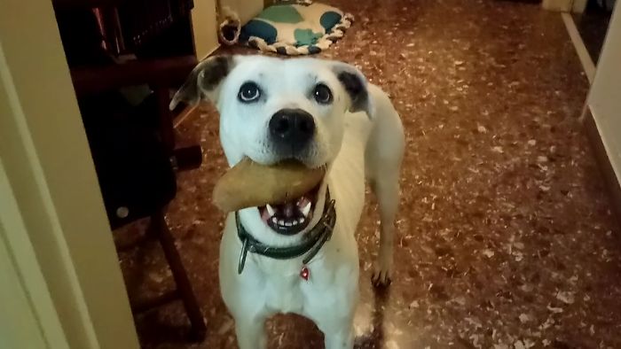 Meet Arlene! She Gets So Excited When I Get Home And Usually Greets Me With A Toy But This Once She Couldn't Find One So She Brought Me A Potato. She Kept Walking Around With The Potato In Her Mouth, Tail Wagging, Until I Undressed And Finally Accepted Her Offer