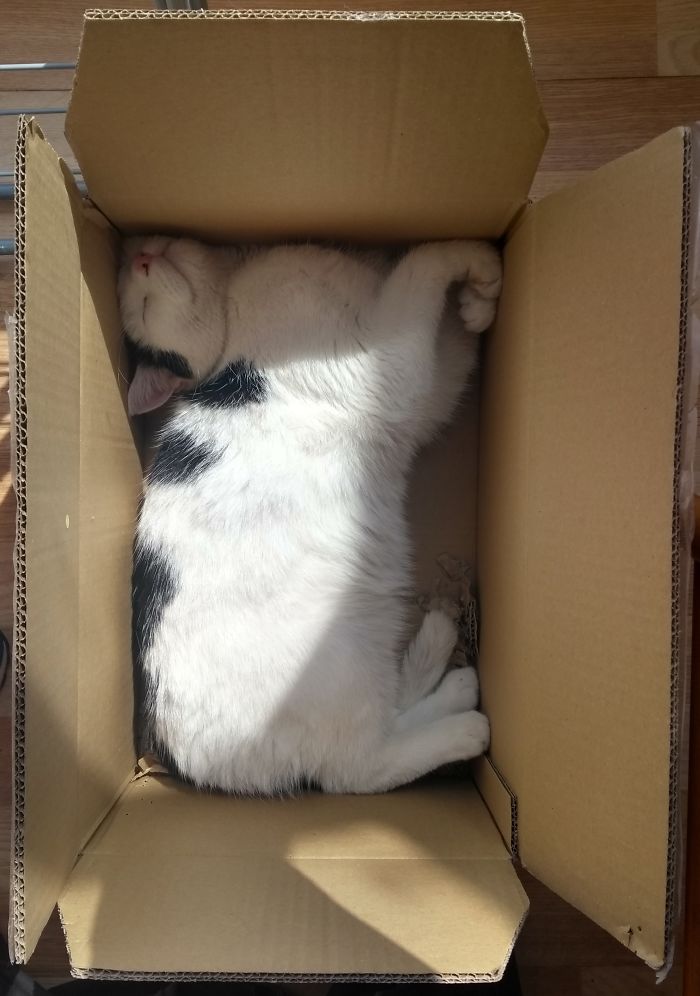 Charlie Loves Boxes. He Also Loves Hugs And Yoghurt