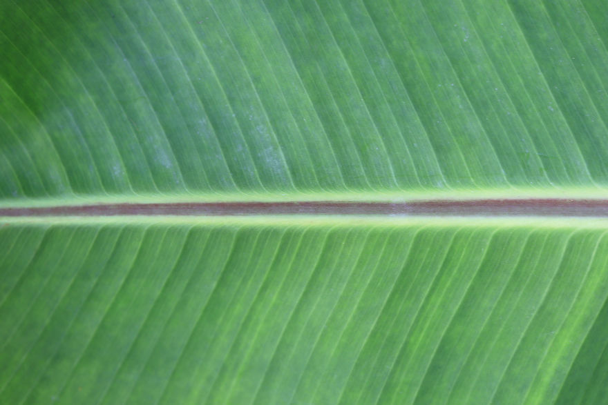 Textures & Backgrounds