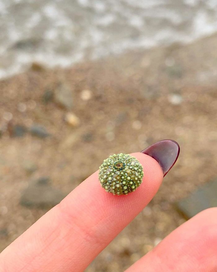 Tiny Sea Urchin