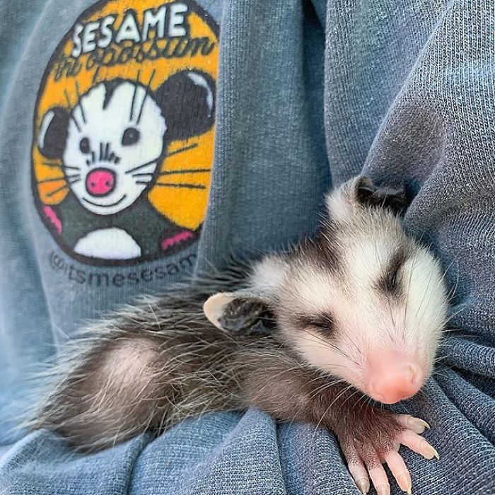 Meet Sesame, The Skunk Who Broke All Stereotypes Of His Species