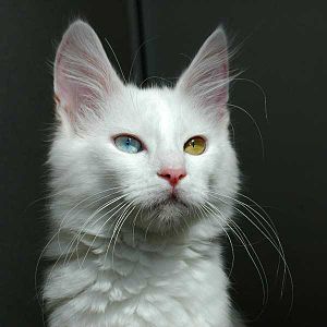 Odd-eyed_Turkish_Angora_cat_-_20080830-5f7062939a274.jpg