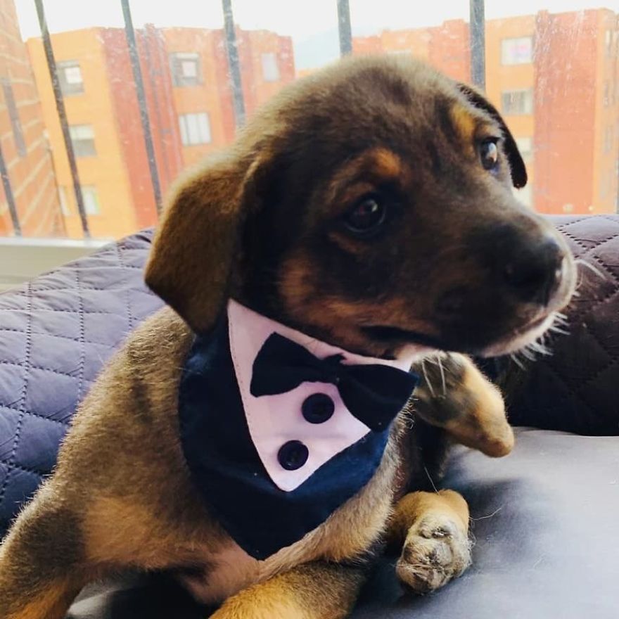 This Pup Was Dressed Up In A Tuxedo To Greet His New Family, Who Decided Not To Show Up