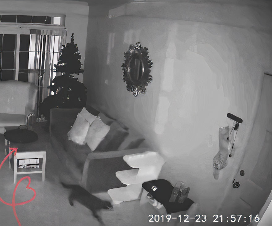 Owner Sets Up A Cam To Check On Her Cat, Finds "Heartbreaking Evidence" Of How Her Cat Missed Her