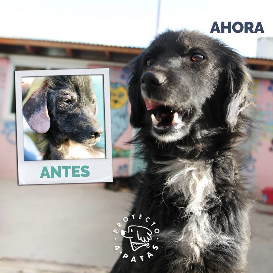 This Argentine Ngo Is Giving Abandoned Animals A Second Life