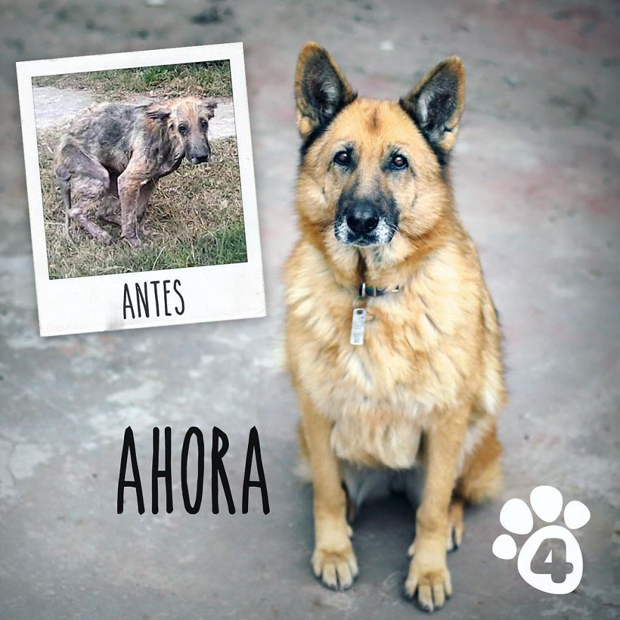 This Argentine Ngo Is Giving Abandoned Animals A Second Life