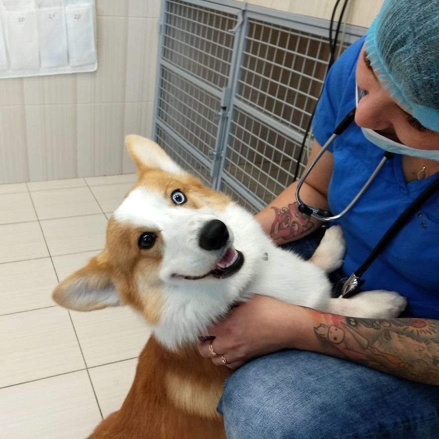 Vet Gives Top 10 Tips So That Everyone's Pet Can Live A Long And Happy Life
