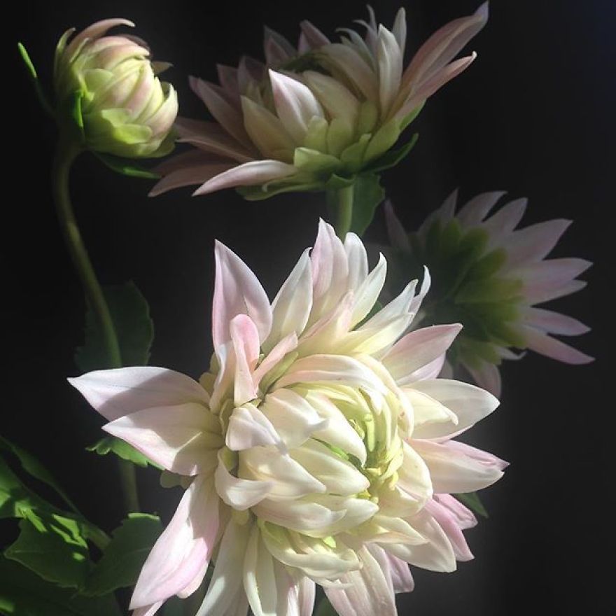 This Artist Creates Amazing Realistic Porcelain Flowers