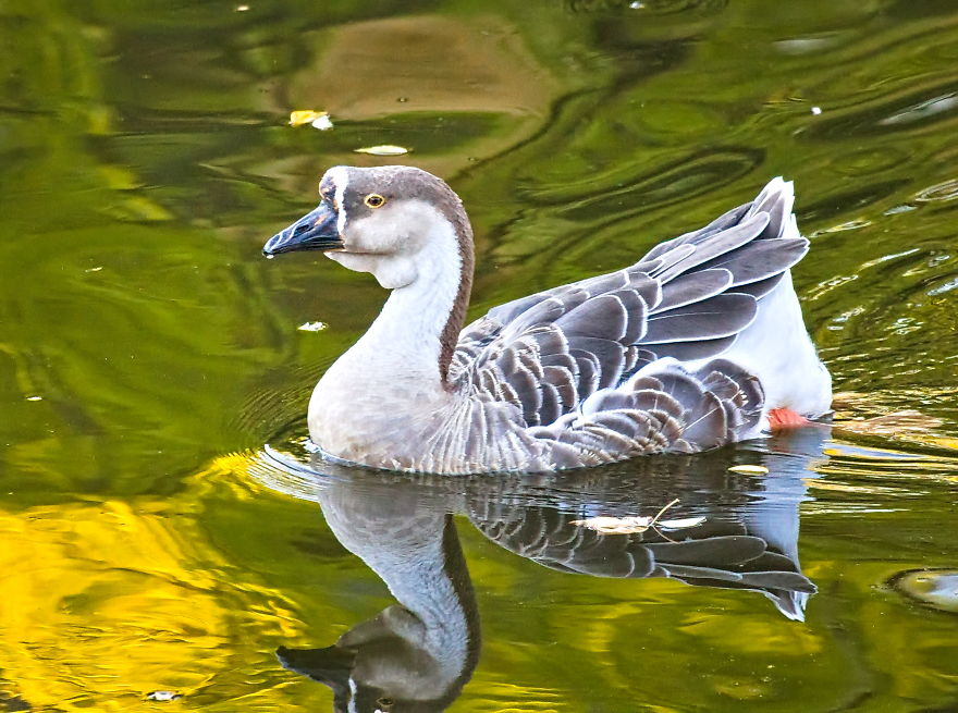 Turns Out That There Is A Hidden Lake Inside The City, With Exotic Duck Species