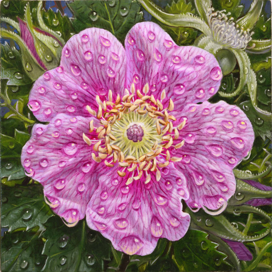 Wild Rose (4 x 4, Oil On Panel, 2017)