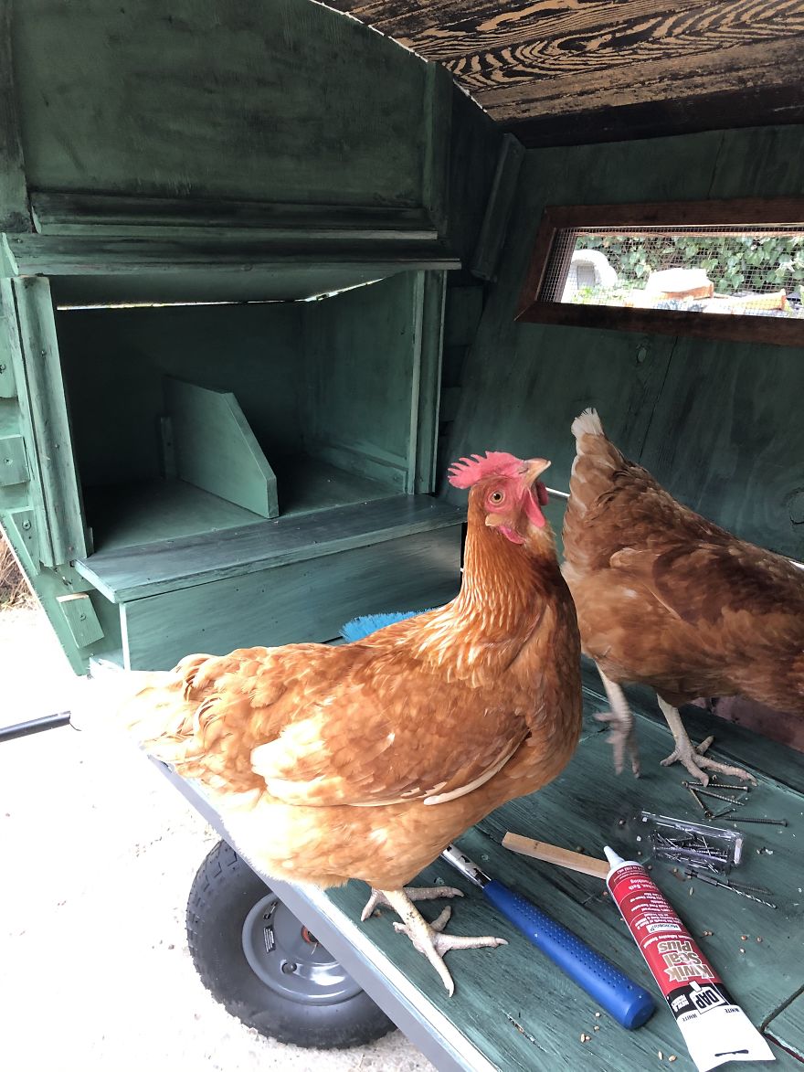 I've Built This DIY Chicken Coop Out Of Up-Cycled Items During Quarantine (16 Pics)