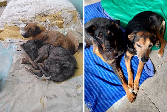 30 Before And After Photos Of Abandoned Dogs That Were Given A Second Chance At Life By This Organization