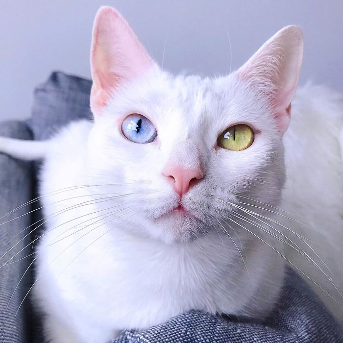 Abandoned-Different-Colored-Eyes-Extra-Toes-Finds-Home-Sansa-The-Cat