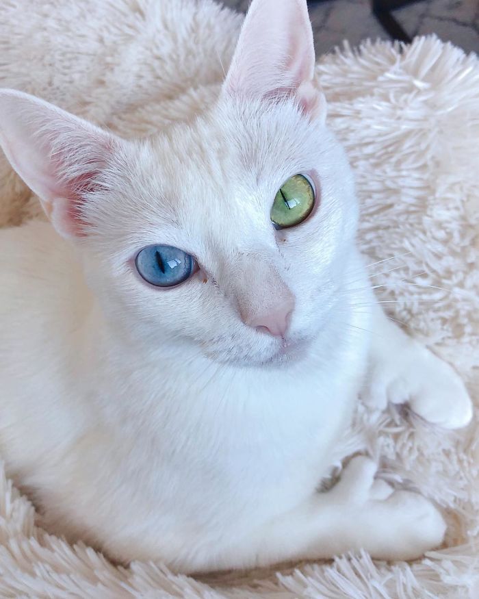 Abandoned-Different-Colored-Eyes-Extra-Toes-Finds-Home-Sansa-The-Cat