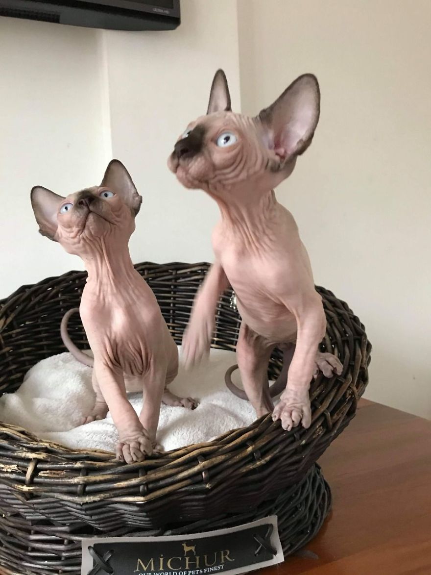 Adopt A Sphynx Kitten Near Me Adopt A Sphynx Kitten Near Me