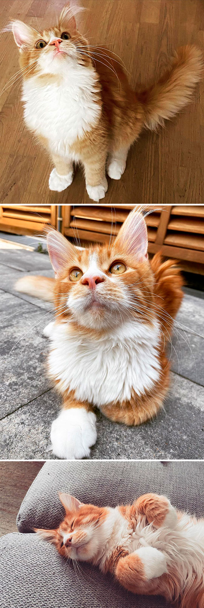Adorable-Majestic-Maine-Coon-Cats-Instagram