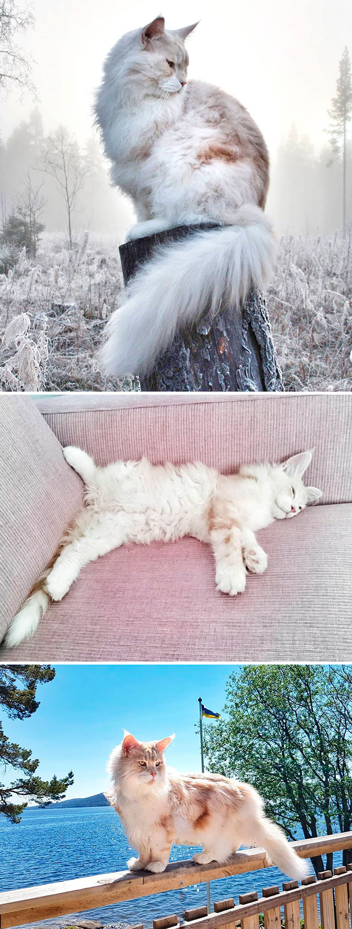 Adorable-Majestic-Maine-Coon-Cats-Instagram