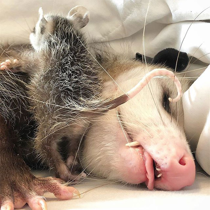 If You Think Opossums Are Scary ‘Pests,’ These Rescue Opossums May Change Your Mind (40 Pics)