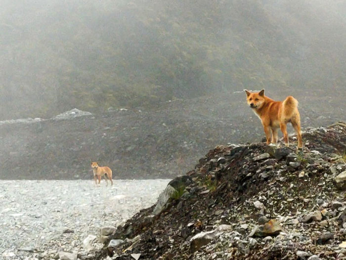 For The First Time In 50 Years, Ancient Breed Of Singing Dog Gets Spotted In The Wild