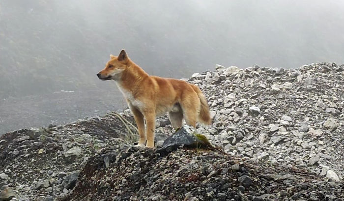 For The First Time In 50 Years, Ancient Breed Of Singing Dog Gets Spotted In The Wild