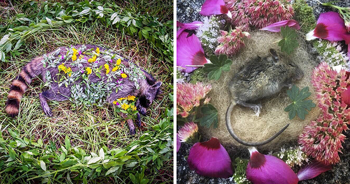 This Woman Creates Beautiful Memorials For Dead Animals She Comes Across And Here Are 25 Of The Most Heartbreaking Ones