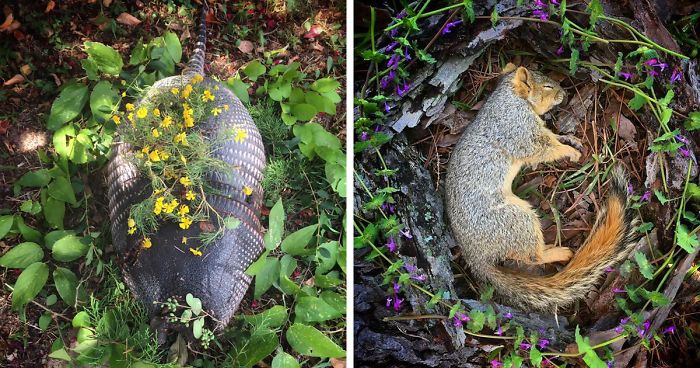 This Woman Creates Beautiful Memorials For Dead Animals She Comes Across  And Here Are 25 Of The Most Heartbreaking Ones | Bored Panda