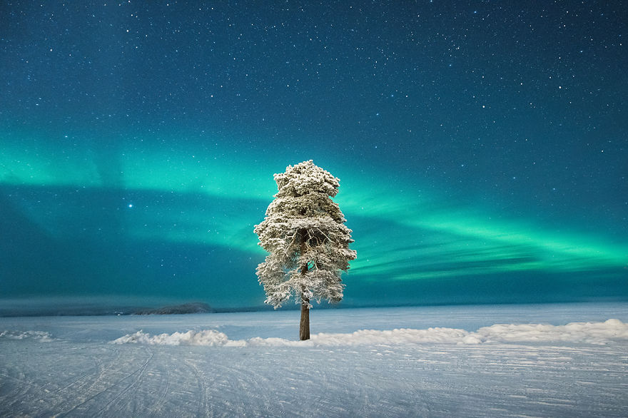 Aurorae Runner Up - 'Lone Tree Under A Scandinavian Aurora' By Tom Archer