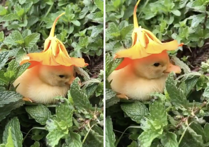 A Soul-Healing Video Of A Baby Duck Falling Asleep With A Flower Hat On Its Head