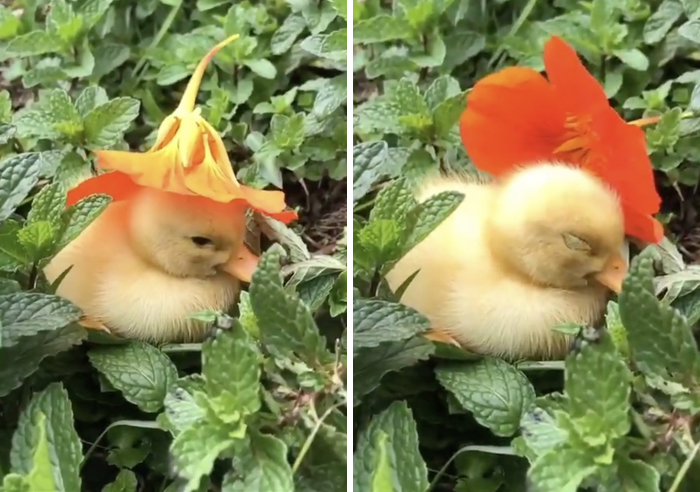 A Soul-Healing Video Of A Baby Duck Falling Asleep With A Flower