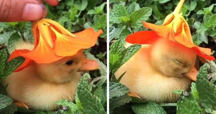 aesthetic duck with flower hat  Pretty animals, Cute little