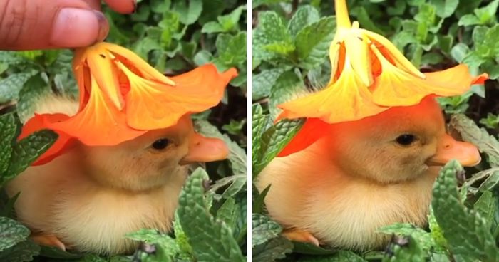 A Soul-Healing Video Of A Baby Duck Falling Asleep With A Flower Hat On Its Head