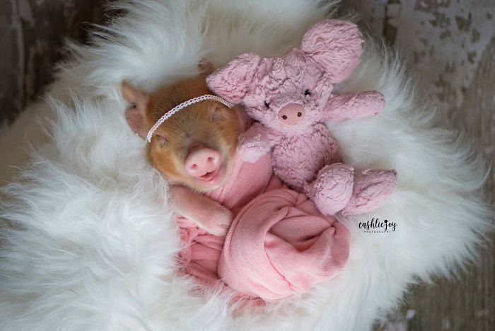 Photographer Does Adorable Newborn Photoshoot With A Baby Piglet Because The World Needs More Cuteness (14 Pics)