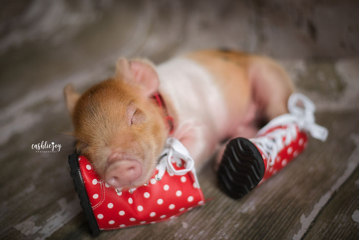 Photographer Does Adorable Newborn Photoshoot With A Baby Piglet Because The World Needs More Cuteness (14 Pics)