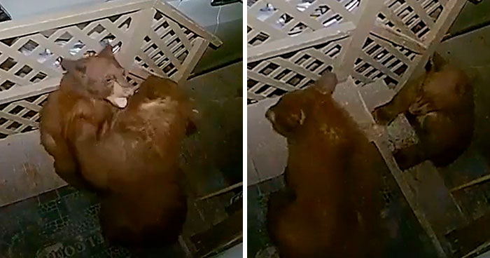 Family Discovers 2 Bear Cubs Fighting On Their Doorstep After Waking Up In Terror Fearing Intruders Are Trying To Get Into Their House
