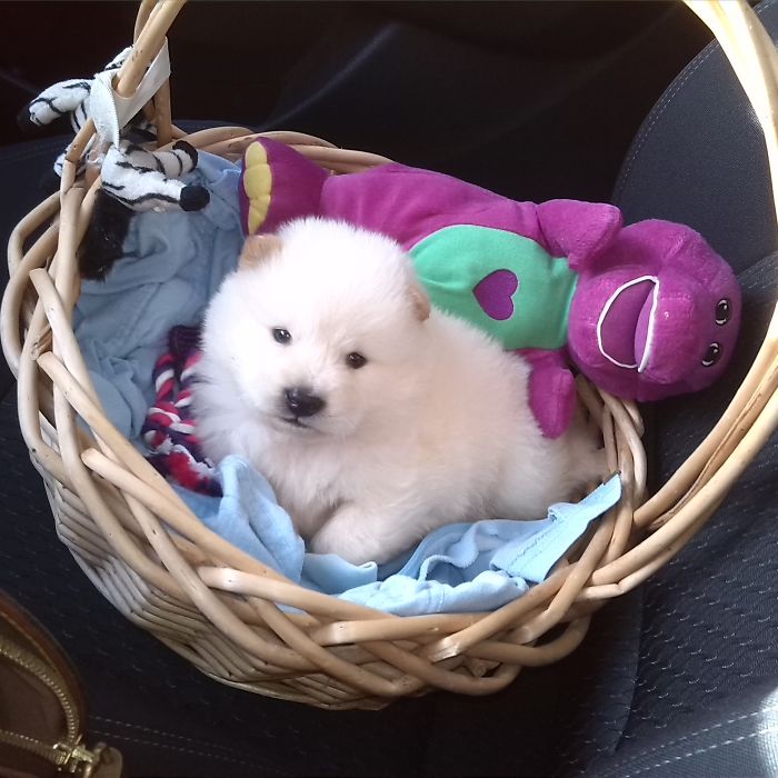The Day I Brought My Chow Chow Bilbo Home He Fit In A Basket And His Toy Was Bigger Than Him. He Is Now 60+lbs Of Pure Fluff!