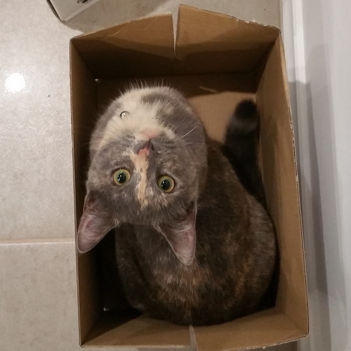 Boxed Cat ... Meet Nebula