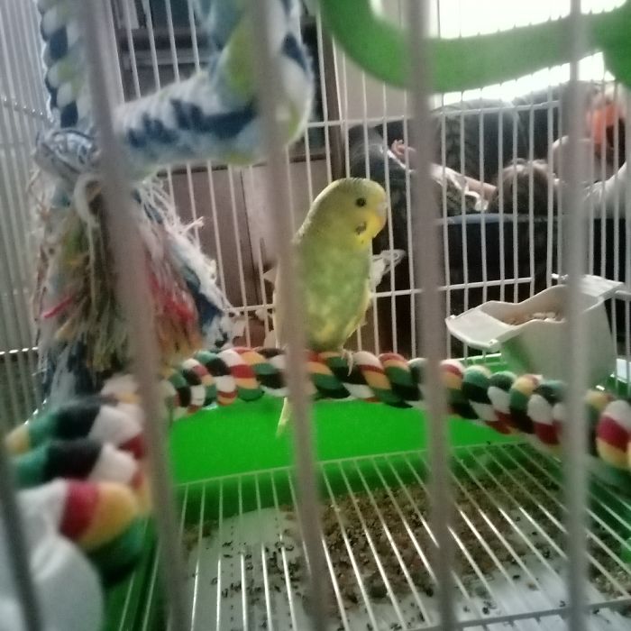Rocky Being An Adorable Little Birb