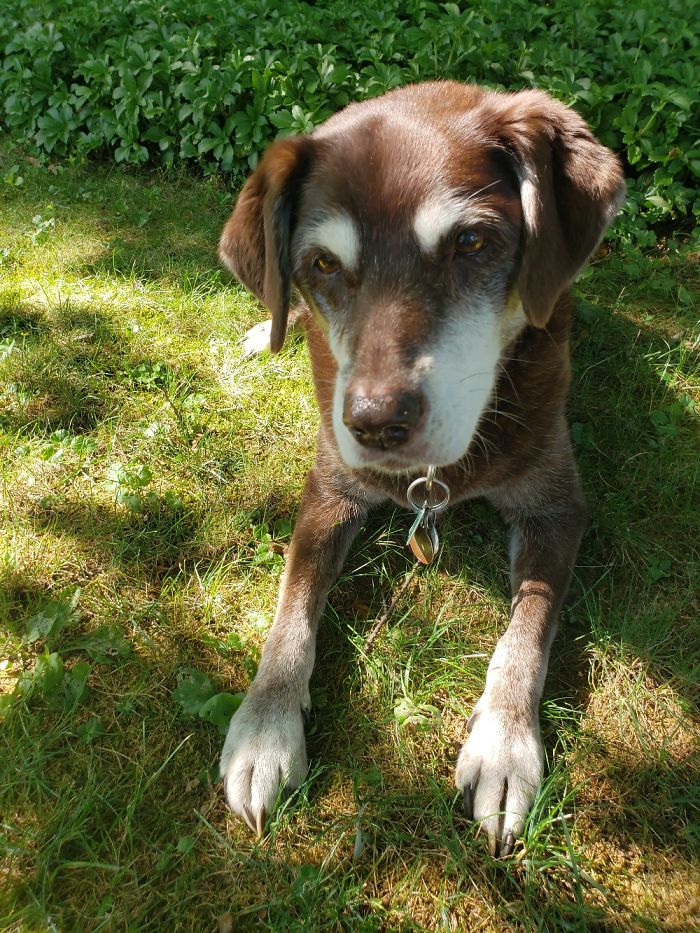 Shiloh, 16 Years Young