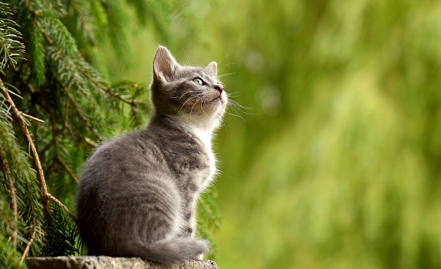 Cats Are Cleanly - This Can Help Stop Litter Box Problems Cats Are Cleanly - This Can Help Stop Litter Box Problems