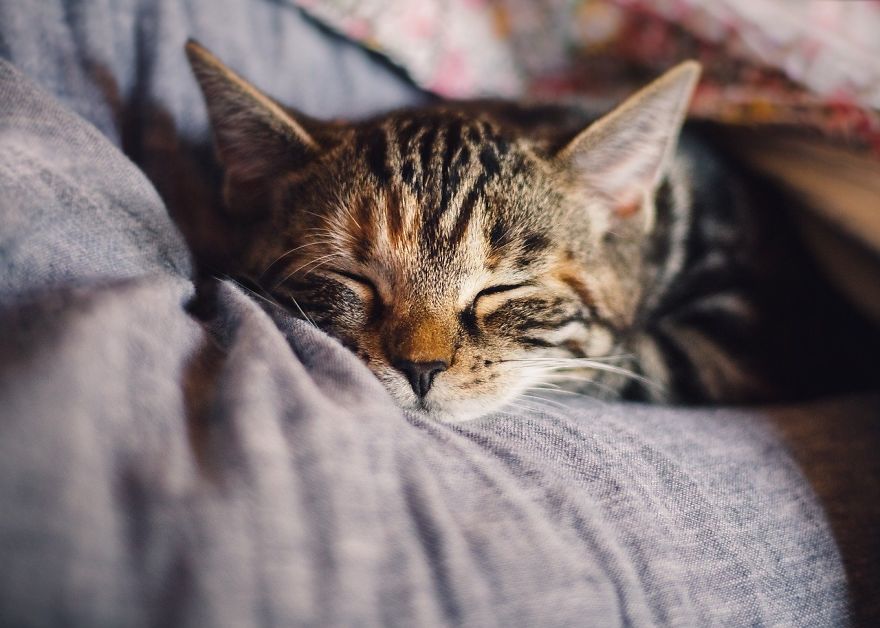 Cats Are Cleanly - This Can Help Stop Litter Box Problems Cats Are Cleanly - This Can Help Stop Litter Box Problems