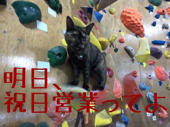 Cat Who ‘Works’ At A Rock Climbing Gym Gives It A Try, And The Video Goes Viral