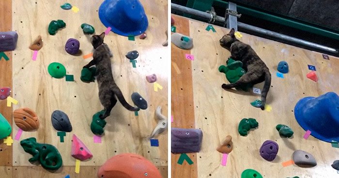 Cat Who ‘Works’ At A Rock Climbing Gym Gives It A Try, And The Video Goes Viral