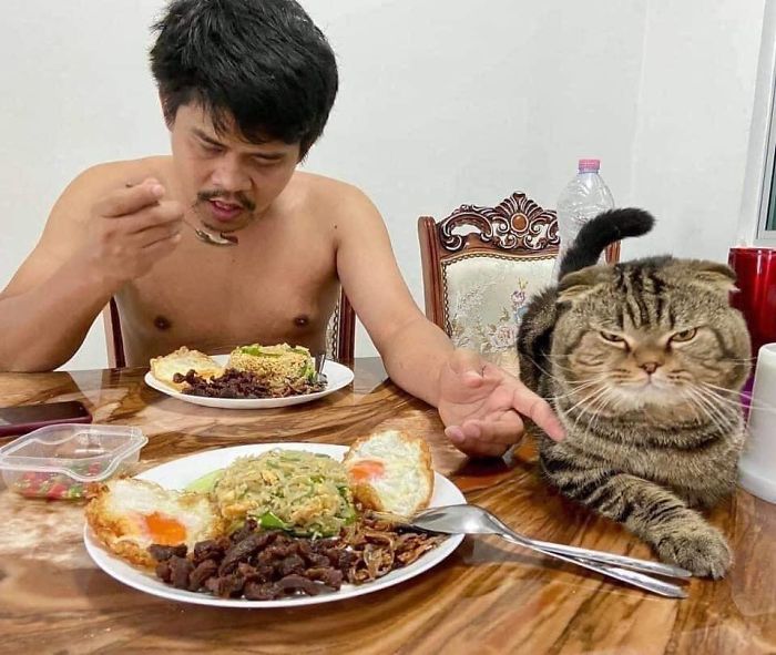 Wife Documents How This Cat Stole Her Husband In 30 Adorable Pics