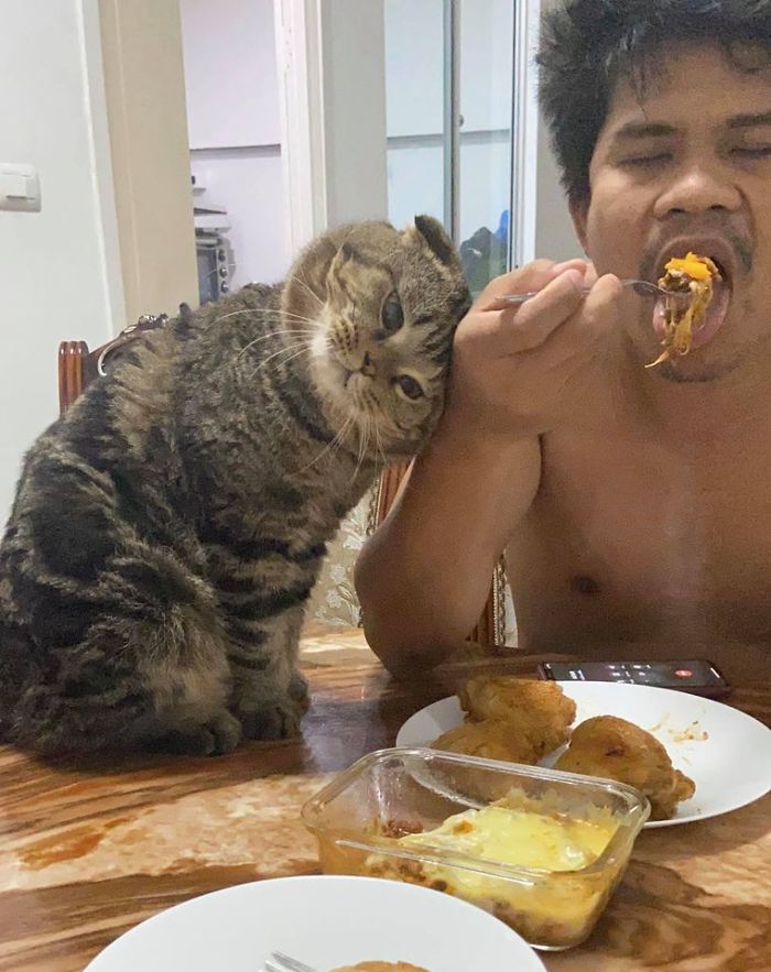 Wife Documents How This Cat Stole Her Husband In 30 Adorable Pics