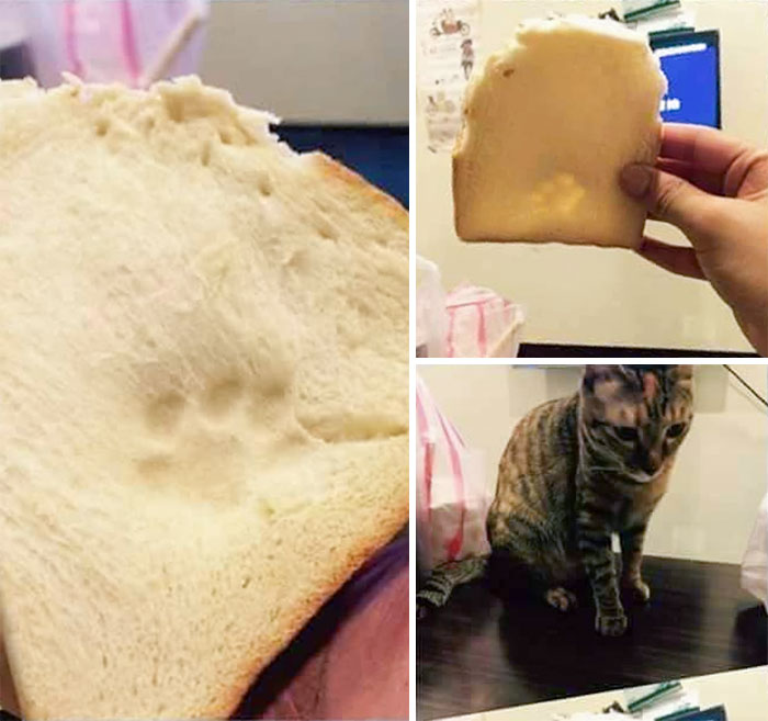 I Was Wondering Who Ate The Bread