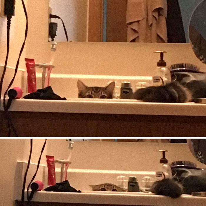 Cats-Preparing-For-Sneak-Attack