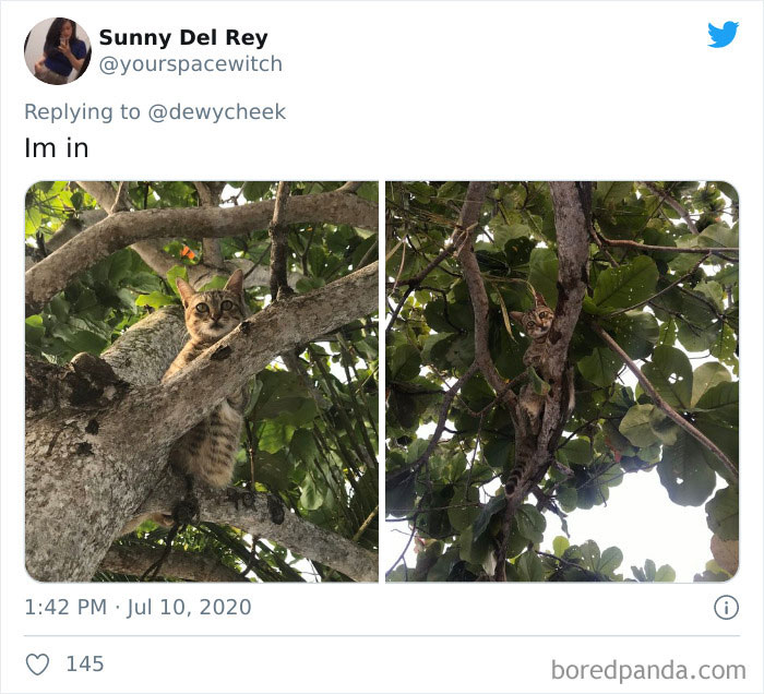 Cats-Raised-By-Birds