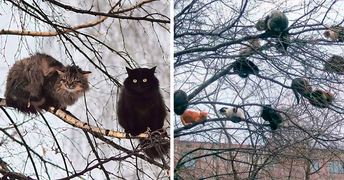 30 Pics Of Birds That Just Happen To Look Like Cats