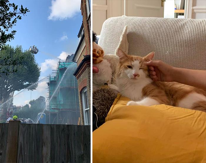 The Neighbour’s House Caught Fire And A 10 Year Old Boy Came Out Of The House Carrying His Cat Yoda. So We Welcomed Him And His Mother Into Our House. Yoda Took Over The Flat And Is An Absolute Sweetheart.